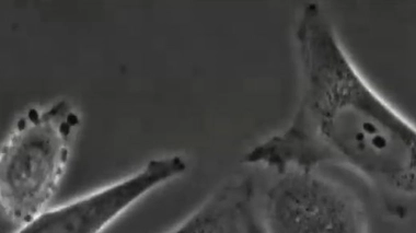 Les cellules, l'univers de l'infiniment petit