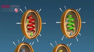 Une inquiétante recrudescence de la grippe aviaire au Cambodge