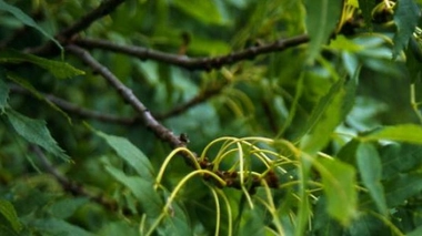 La saison des pollens dans les starting-blocks
