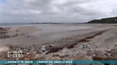 Un ver marin aux vertus miraculeuses - Reportage réalisé en 2009