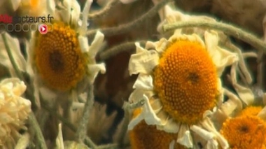 Il existe plus de 28.000 plantes médicinales