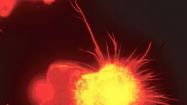 ©Centre de Médecine Moléculaire Max Delbrück de Berlin-Buck