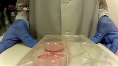 Des cellules souches pour créer de micro-cerveaux