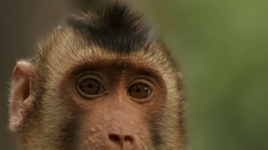 Les expériences ont été réalisées sur un macaque nemestrina de 4 ans, accidentellement paralysé à la suite d'une opération