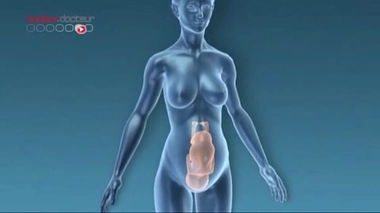 L’ectopie testiculaire