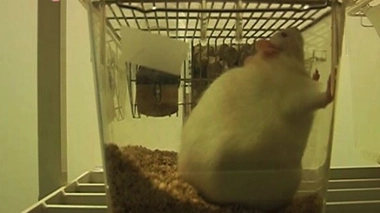 Une bactérie capable de lutter contre l'obésité